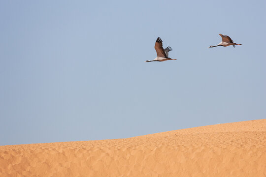 Demoiselle cranes flying over sand dunes in the Thar Desert near Khichan, Rajasthan, India.