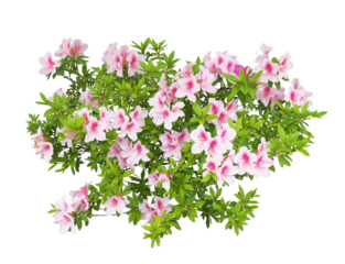 ツツジ（ヒラドツツジ）4月58cm