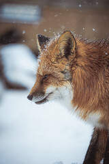 Obraz premium Cute fox on snow in winter season at Zao fox village, Miyagi prefecture, Japan. landmark and popular for tourists attraction near Sendai, Tohoku region, Japan. Travel and Vacation concept