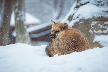Obraz premium Cute fox on snow in winter season at Zao fox village, Miyagi prefecture, Japan. landmark and popular for tourists attraction near Sendai, Tohoku region, Japan. Travel and Vacation concept