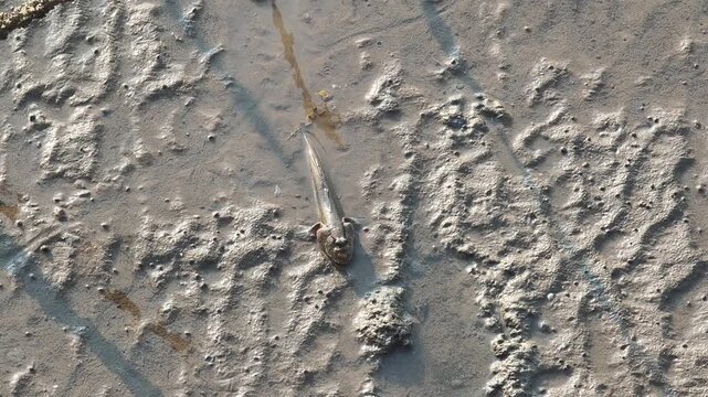 Mudskipper that can be found in Thailand's mangrove forests.