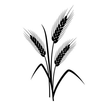 a black and white image of three wheat stalks