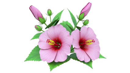 Pink Hibiscus Flowers and Buds