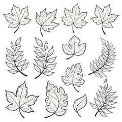 A collection of detailed black and white leaf illustrations arranged in a grid © ayraislam