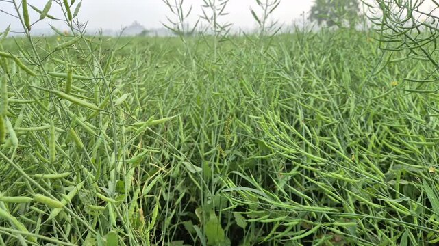 Professional cinematic video of mustard plants with green pods growing after the yellow flowers have fallen, Rural Life & Farming Scenes in Bangladesh, 4K UHD 30fps.