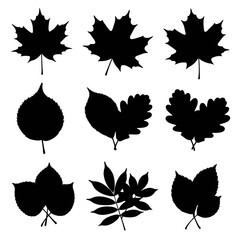 Obraz premium Collection of various leaf silhouettes on a white background