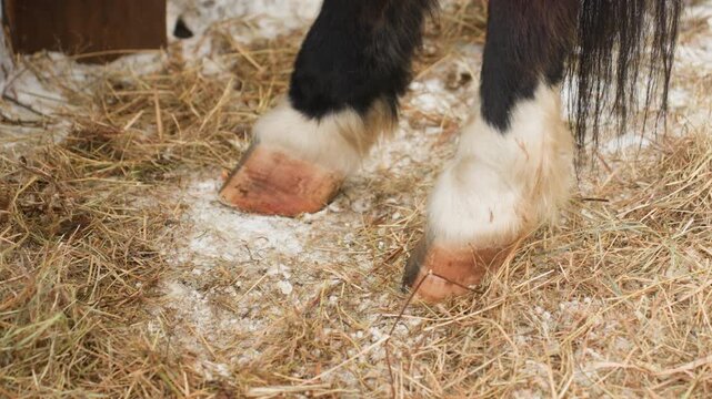 winter hooves scene, frosted straw and horse hooves, chilly barn setting with horse feet and snow, vivid winter scene showcasing closeup of horse hooves on frosty straw inside cozy barn