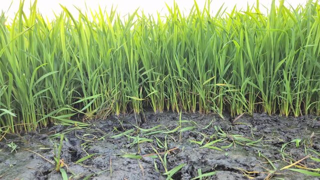 Professional cinematic video of a partially harvested rice seedbed with missing seedlings, Rural Life & Farming Scenes in Bangladesh, 4K UHD 30fps.