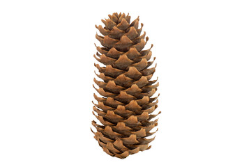 Pine tree cone isolated on white background.