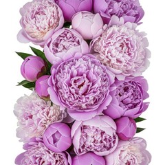 Obraz premium Peony's Regal Array: A close-up view unveils a majestic cluster of peonies, their soft petals blooming in various shades of lavender, promising the allure of spring's embrace.
