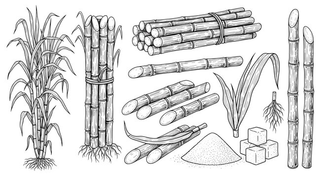 Detailed vintage style line art illustrations of sugarcane plants stalks bundles sugar cubes and granulated sugar for agricultural topics.