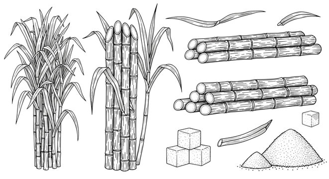Detailed botanical sketches of sugarcane stalks bundles of cane leaves and refined sugar products like cubes and granules on a white background.