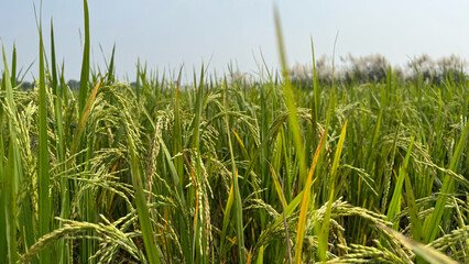 Ripe Rice Paddy Field Bathed in Golden Sunlight. A closeup of rice plantations.