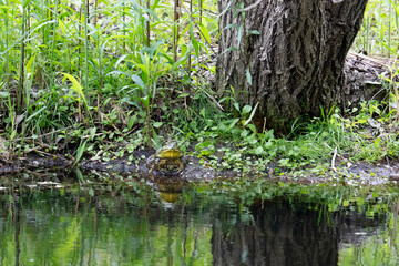 Obraz premium 佇むカエル