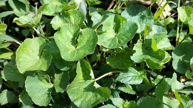 The herbal plant pegagan leaves or Centella Asiatica or Gitu kola. Selective focus.