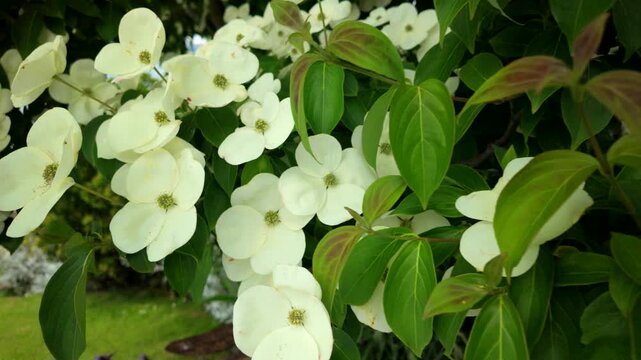 Walking past white dogwood blossoms in garden close up