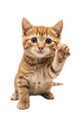 Obraz premium a tiny, fluffy ginger tabby kitten with vibrant gold eyes stands on back paws, raising a paw in a close-up, high-key studio setting conveying playful innocence and curiosity