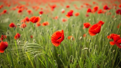 Fototapeta premium Red poppies in a field with green grass