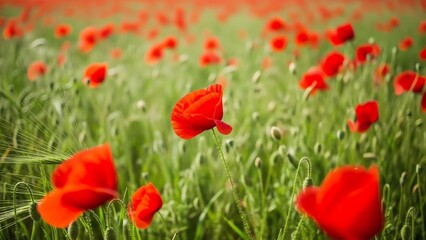Obraz premium Red poppies in a green field