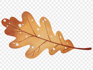 Watercolor oak leaf autumn winter nature illustration vector