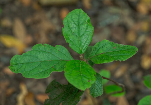 Close-up of Viburnum rugosum, a species of tree in the family Viburnaceae. It is endemic to the Canary Islands