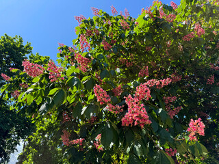 Obraz premium Aesculus carnea Red Horse-chestnut tree in full spring bloom.