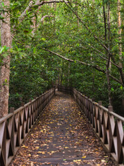 Obraz premium Wooden walkway bridge leading into lush green mangrove forest trail 