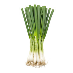 Obraz premium Fresh Scallions: A fresh bunch of scallions is captured in a captivating studio shot. Its vibrant green and white hues create an enticing visual experience.