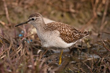 Obraz premium Sandpiper