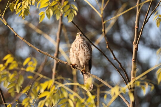Shikra