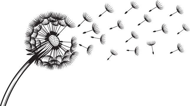 Dandelion clock blowing seeds flying in wind vector graphic