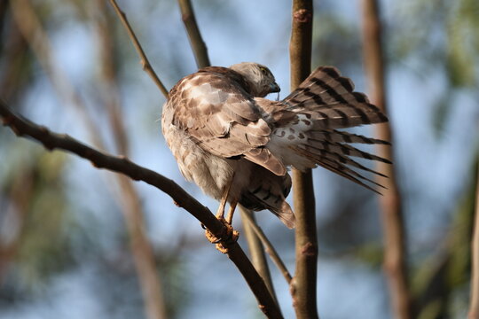 Shikra