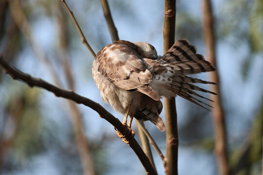 Shikra
