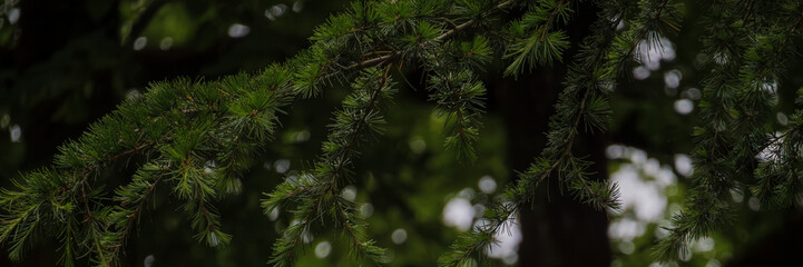 Green Cedar Tree Branches with Bokeh Background Banner