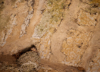 Obraz premium Juvenile Eurasian Crag Martin Ptyonoprogne Rupestris in Nest