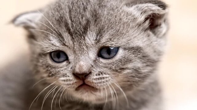 Close-up portrait of a cute grey tabby Scottish Fold kitten with blue eyes and a serious expression.