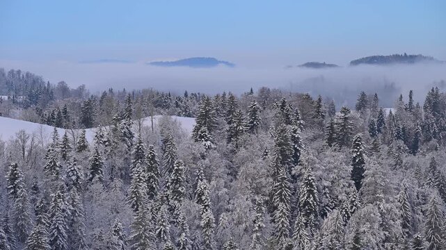Verschneiter Wald unter blauem Himmel mit Nebel und Bergspitzen im Hintergrund, Sch&ouml;ningen, Z&uuml;rich, Kanton Z&uuml;rich, Schweiz, Europa 