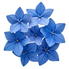 Obraz premium Blue flowers isolated on transparent background