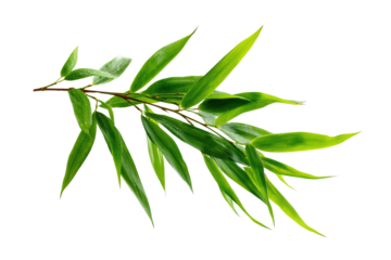 A leafy green plant with a long stem. The leaves are wet and shiny. The image has a calming and peaceful mood, png