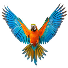 Fototapeta premium Vibrant blue and orange macaw parrot in flight isolated on transparent background