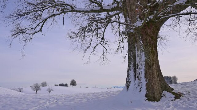 Verschneite Landschaftmit Lindenbaum, in ruhiger Winteratmosph&auml;re, Sch&ouml;ningen, Z&uuml;rich, Kanton Z&uuml;rich, Schweiz, Europa 