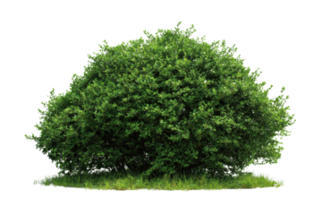 A small green bush is standing alone on a white background. The bush is full of leaves and he is healthy. Concept of calm and tranquility, png
