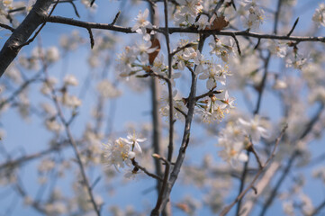 White blossoms of apricot trees in spring