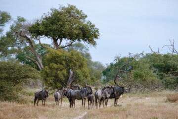 Wildlife grazing in Kruger National Park during a serene South African afternoon