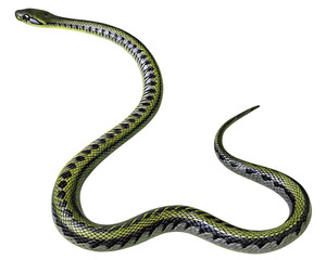 Fototapeta premium Green and black snake curled up on white background isolated on a transparent background yellow reptile