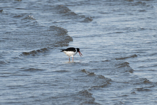 Oystercatcher trying to eat something