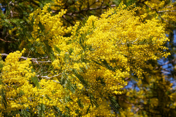 Acacia dealbata tree in blossom. This plant with yellow flowers is also known as mimosa.