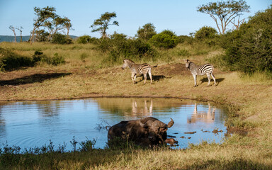 Fototapeta premium Wilderness in South Africa Kruger National Park with zebras and buffalo by a tranquil waterhole