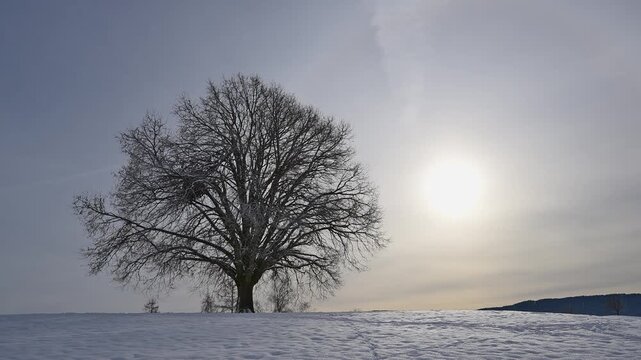 Verschneite Landschaft mit Lindenbaum, Sonne, in ruhiger Winteratmosph&auml;re, Sch&ouml;ningen, Z&uuml;rich, Kanton Z&uuml;rich, Schweiz, Europa 