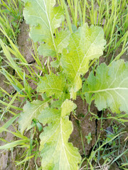 lettuce in the garden